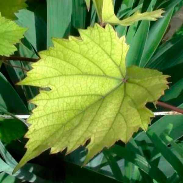 Хлороз листьев у растений - лечение, профилактика и виды (фото)