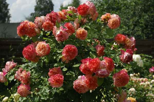 Роза «Августа Луиза»: описание цветка, особенности посадки и ухода, фото, отзывы