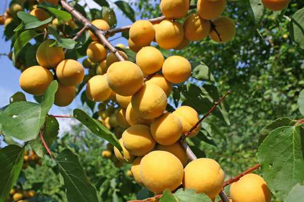 Абрикос Десертный - описание сорта, фото, отзывы