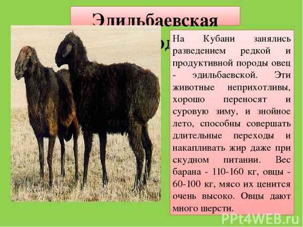 Эдильбаевская порода овец: описание и хаpaктеристика, правила содержания, разведения