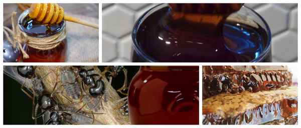 Падевый мед - что это такое, как определить, его польза и вред + фото