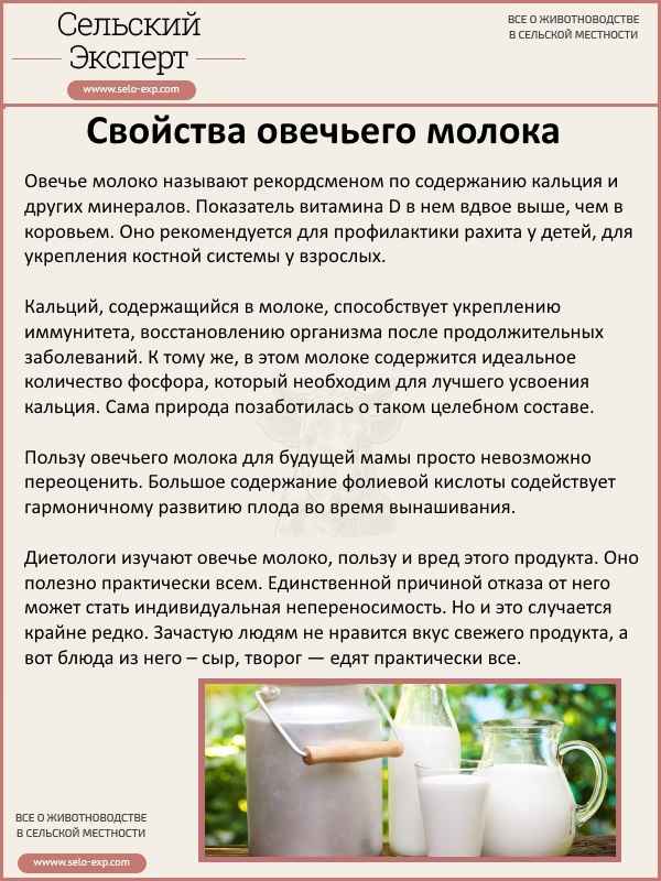 Овечье молоко — польза и вред, состав, применение, противопоказания