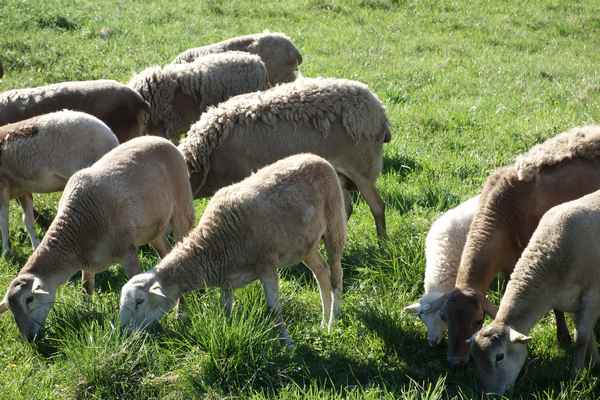 Катумские овцы: описание породы и хаpaктеристика, отзывы владельцев, фото, видео