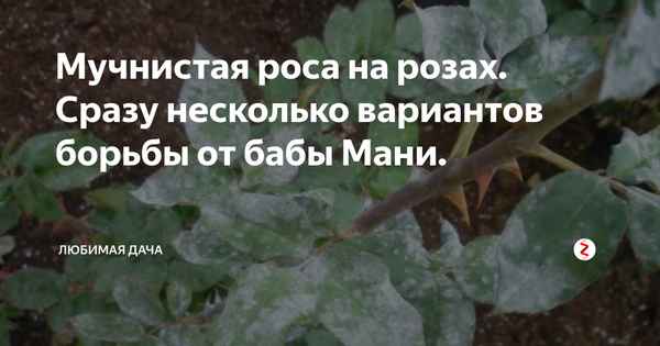 Мучнистая роса на розах - как избавиться, меры борьбы и лечение народными средствами (видео)