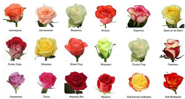 Голландские розы: фото сортов с названием и описанием, особенности выращивания и размножения