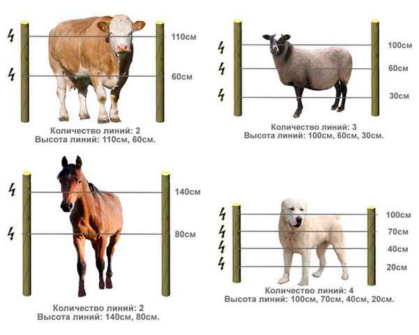 Электропастух для коров (КРС), овец и других животных - выбор, отзывы, установка