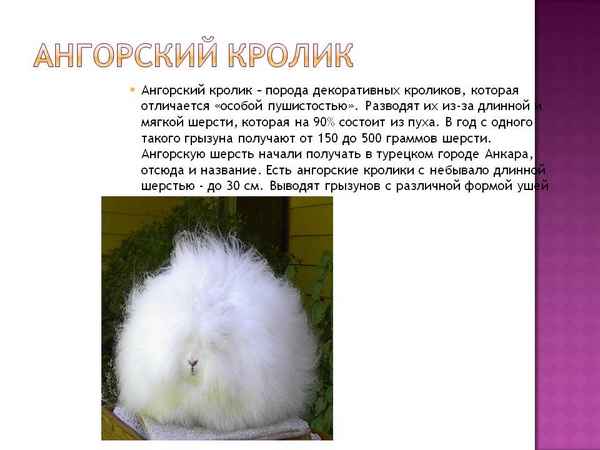 Ангорский кролик - фото и описание породы, хаpaктеристика