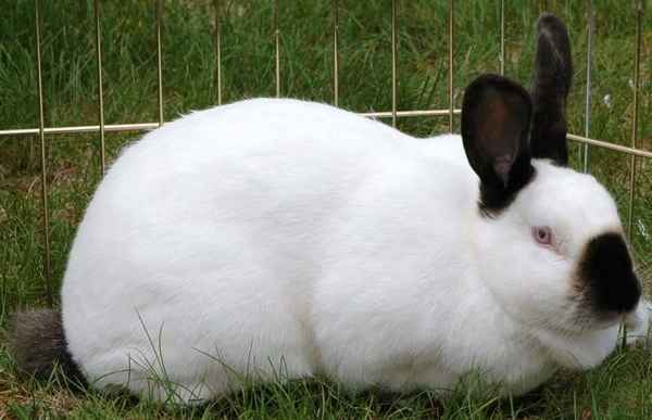 Калифорнийский кролик: фото и описание породы, хаpaктеристика