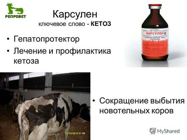 Кетоз у коров - симптомы и лечение КРС народными средствами