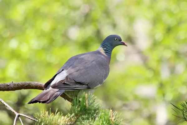 Дикий гoлyбь (вяхирь, горлица, лесной) - фото и описание, где живут