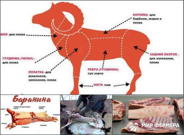 Как правильно зарезать и разделать бapaна - пошаговая инструкция