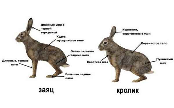 Чем заяц отличается от кролика - общие черты и различия + фото
