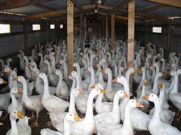 Выращивание и содержание гусей в домашних условиях для начинающих - советы + видео