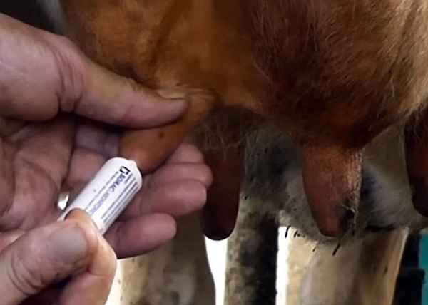 Мастит у коров - симптомы и лечение в домашних условиях, препараты