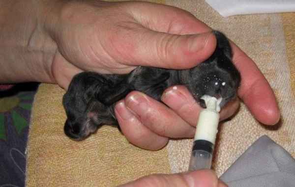 Как выкормить крольчат без крольчихи (видео с первых дней жизни)