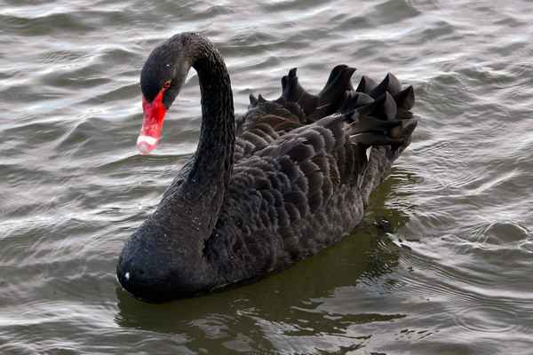 Чёрный лебедь - фото и описание птицы