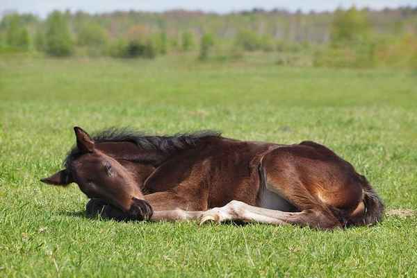 Как спят лошади: лежа или стоя и почему