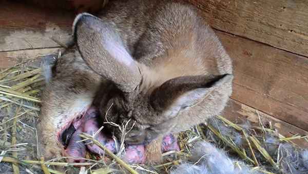 Почему крольчиха съедает своих крольчат