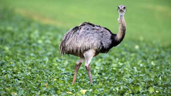 Страус нанду - фото и описание, образ жизни и среда обитания