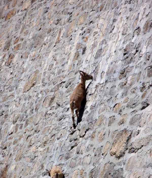 Горный кoзeл - описание, фото, видео как они передвигаются по скалам