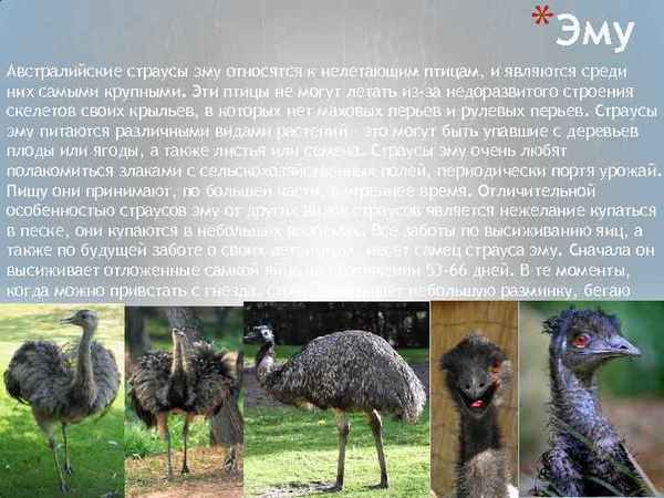 Страус Эму фото и описание, образ жизни и среда обитания