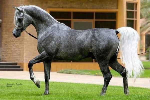 Арабская чистокровная лошадь - фото, описание породы, уход за лошадью