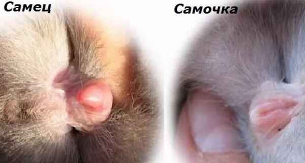 Как определить пол у кроликов - проверенные способы отличить крола от крольчихи (фото)