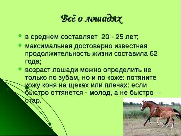 Сколько живут лошади и как продлить этот срок Сколько лет живут лошади в среднем