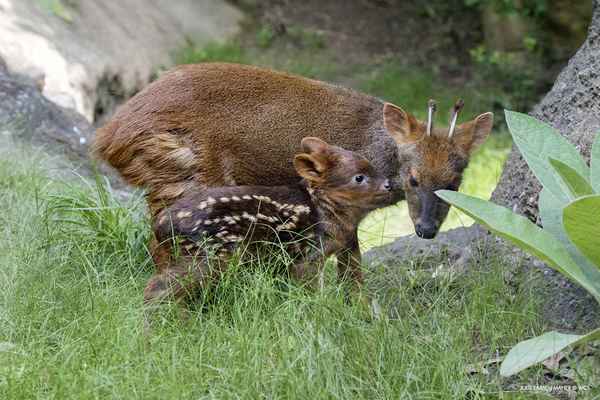 Олень пуду - описание оленя, чем питается животное, фото
