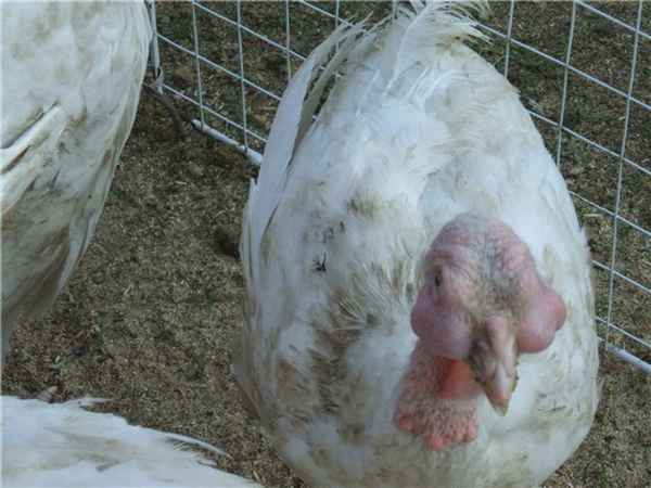 Болезни индюков и индюшат, их признаки и лечение в домашних условиях, фото