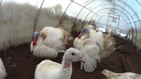 Выращивание индюшат в домашних условиях - советы по содержанию индюков для начинающих (видео)