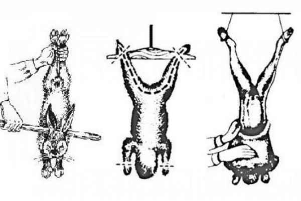 Как забить кролика в домашних условиях (основные способы и видео)