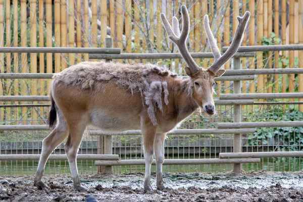 Олень Давида - фото и описание, история необычного животного