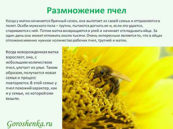 Как размножаются пчелы - естественные и искусственные формы размножения пчел
