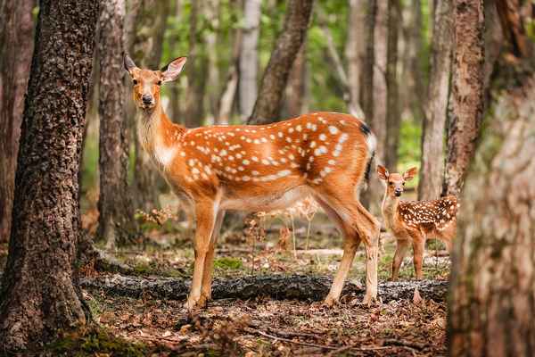 Пятнистый олень – фото и описание, где обитает и чем питается
