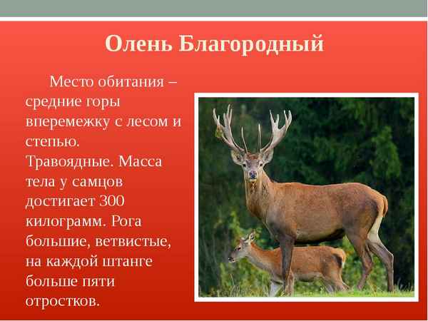 Благородный олень - фото и описание, места обитания