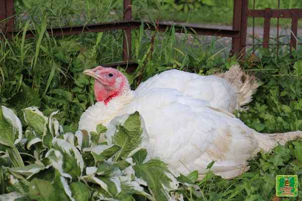 Индюки хайбрид конвертер: описание породы, фото и отзывы