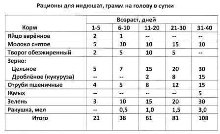 Кормление индюшат с первого дня жизни - чем кормить индюков индюков с рождения