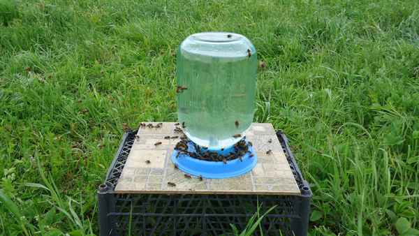 Поилка для пчел своими руками из пластиковой бутылки и доски (фото, видео)