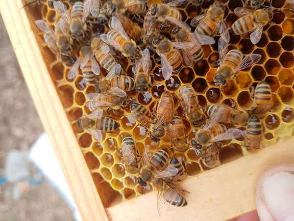 Порода пчел Бакфаст - хаpaктеристика, плюсы и недостаток, фото и отзывы пчеловодов