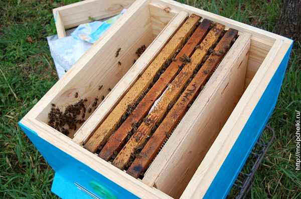 Как сделать отводок пчел весной - видео и пошаговая инструкция