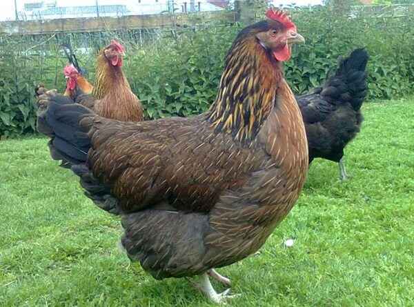 Супер Ник порода кур – описание и фото, отзывы и хаpaктеристики