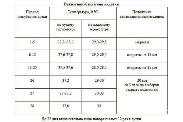 Инкубация индюшиных яиц в домашних условиях: таблица