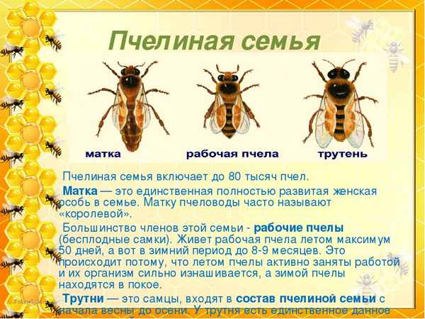 Сколько живет пчела - трутень, матка, рабочая особь