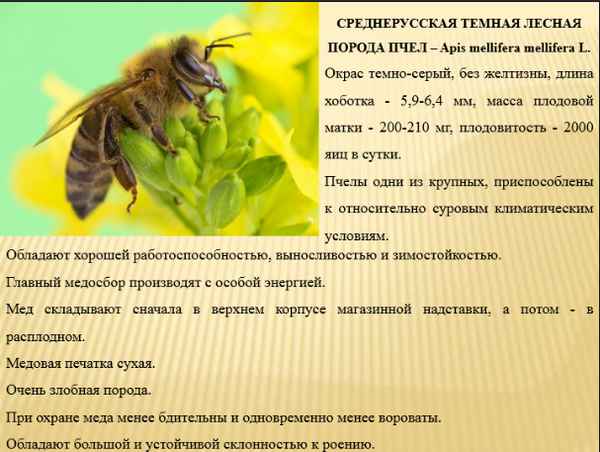 Среднерусские пчелы - фото, описание, особенности содержания и отзывы