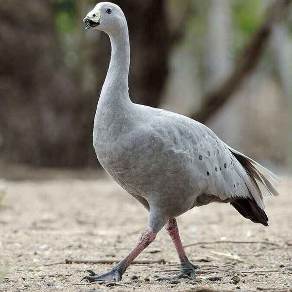 Куриный гусь - фото и описание