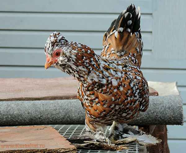 Куры Бентамка: фото и описание породы, содержание и отзывы