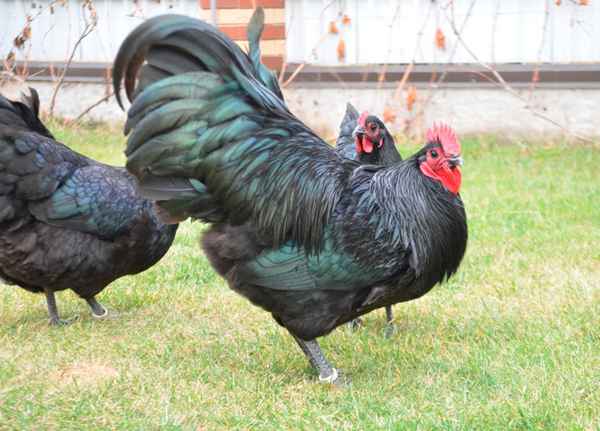 Порода кур Австралорп - фото, хаpaктеристик и описание, отзывы