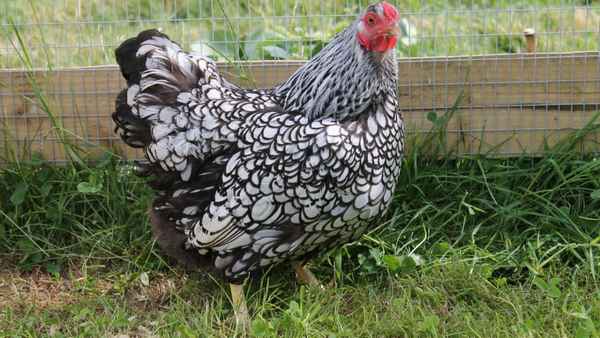 Куры Виандот - фото и описание породы, хаpaктеристика и отзывы