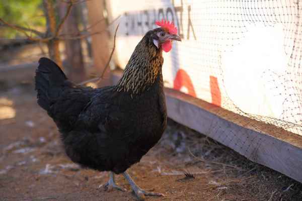 Породы черных кур - фото, описание черной курицы и хаpaктеристика, отзывы